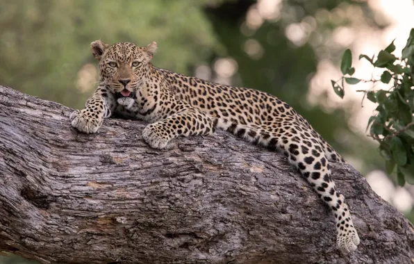 Tree, leopard, handsome