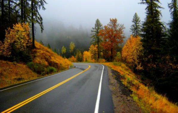 Road, autumn, forest, fog