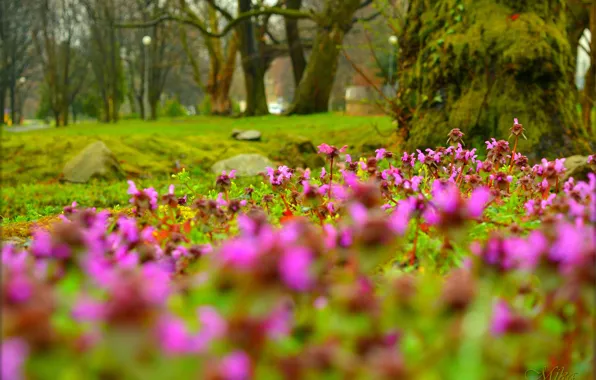 Spring, flowering, spring, Flowering