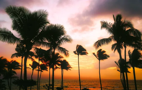 Sea, the sky, sunset, tropics, palm trees, the evening, horizon, Hawaii