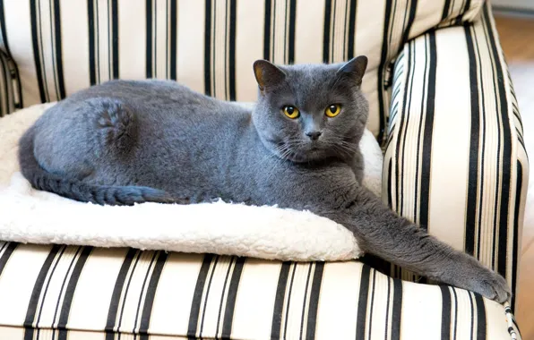 Cat, cat, look, pose, grey, background, chair, striped