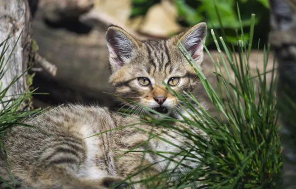 Grass, kitty, wild forest cat