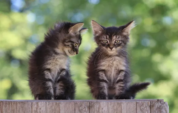 Cats, nature, kitty, Board, kittens, grey, a couple, bokeh