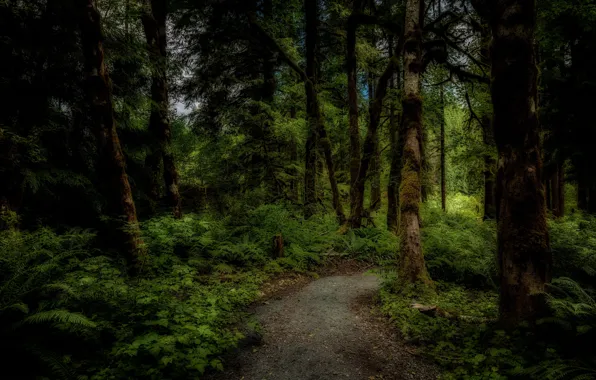 Picture forest, trees, thickets