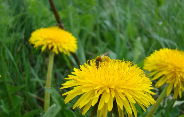 Greens, grass, bee, dandelion, pollen, spring