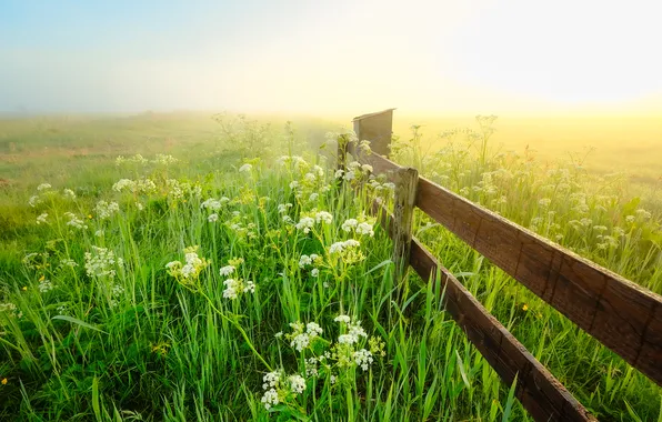 Greens, field, grass, light, flowers, fog, dawn, Board