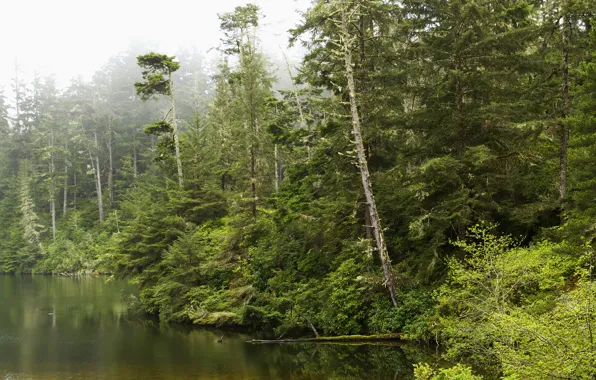 Greens, forest, trees, fog, lake, USA, the bushes, Oregon