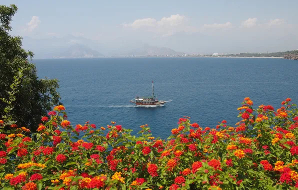 Sea, summer, flowers, shore, view, ship, dal, red