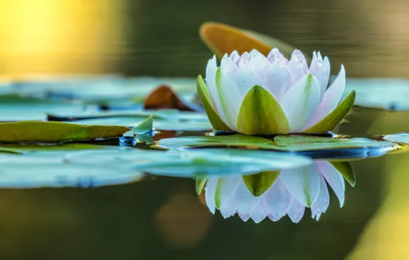 Flower, leaves, water, nature, lake, pond, reflection, Lily
