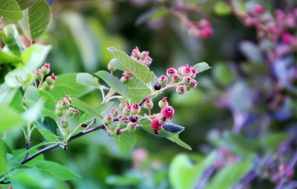 Picture greens, leaves, berries, plant, the bushes, karinka, Saskatoon