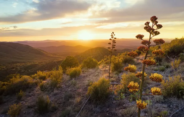 Picture light, sunset, nature