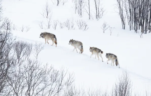 Winter, forest, snow, trees, branches, nature, wolf, pack