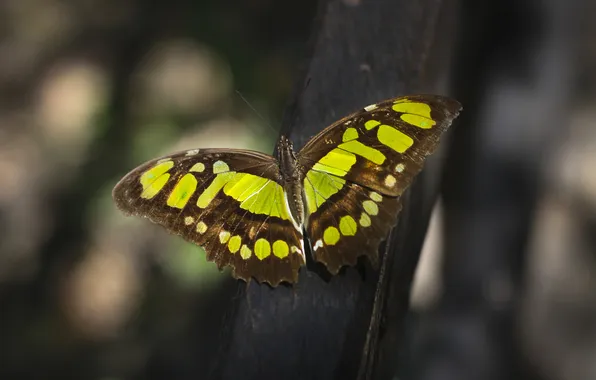 Butterfly, wings, insect