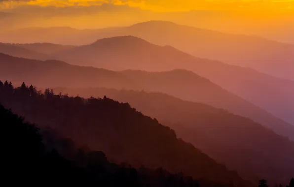Forest, trees, landscape, mountains, haze