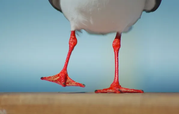 Picture bird, two, legs
