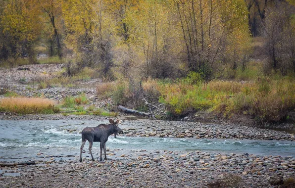 Autumn, forest, shore, river, moose