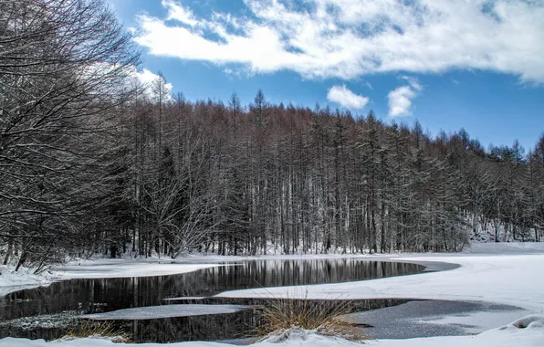 Winter, forest, snow, trees, river, Japan