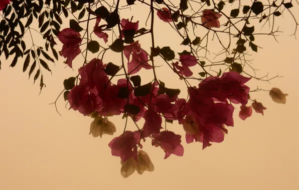 Flower, leaves, flowers, widescreen, Wallpaper, wallpaper, widescreen, background