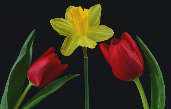 Leaves, background, Tulip, petals, Narcissus