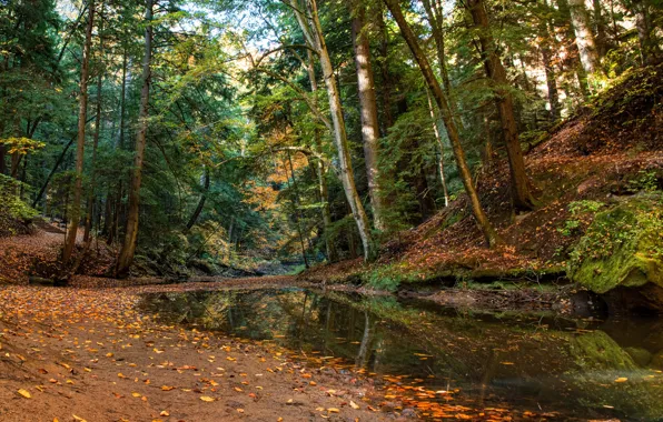 Autumn, forest, trees, stream, Ohio, Ohio, Hocking Hills State Park