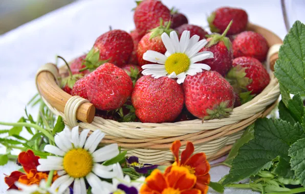 Berries, basket, Daisy, strawberry, marigolds