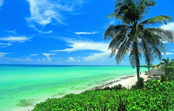 Beach, the sun, Palma, the ocean, shore, beauty, Cuba