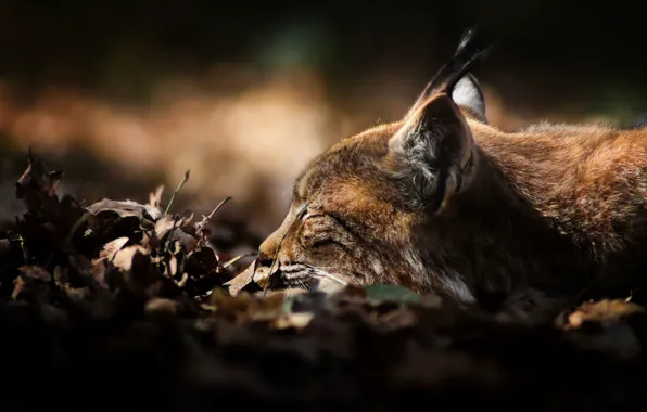 Picture leaves, predator, dry, sleeping, lies, lynx