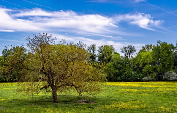 Field, the sky, trees, nature