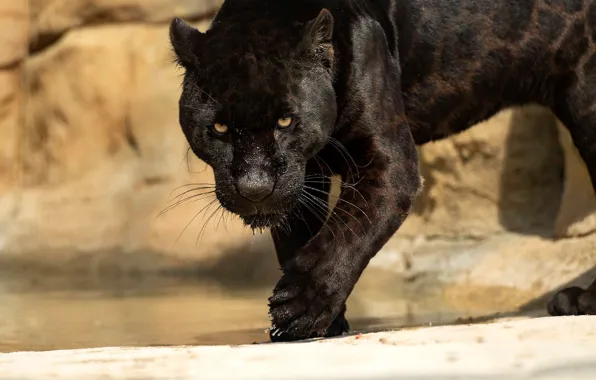 Picture look, face, water, pose, stones, Panther, pond