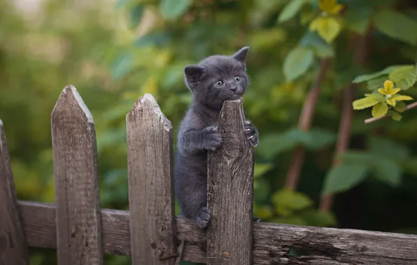 Picture animal, baby, kitty, nature, the fence, cub, Yuriy Korotun