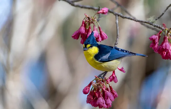 Light, flowers, bird, branch, spring, pink, flowering, bokeh