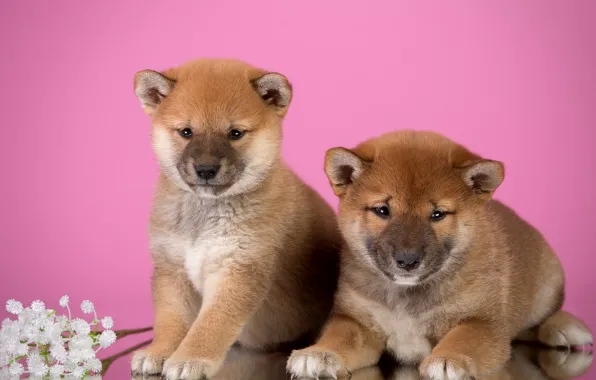 Flowers, puppies, Duo, Shiba inu