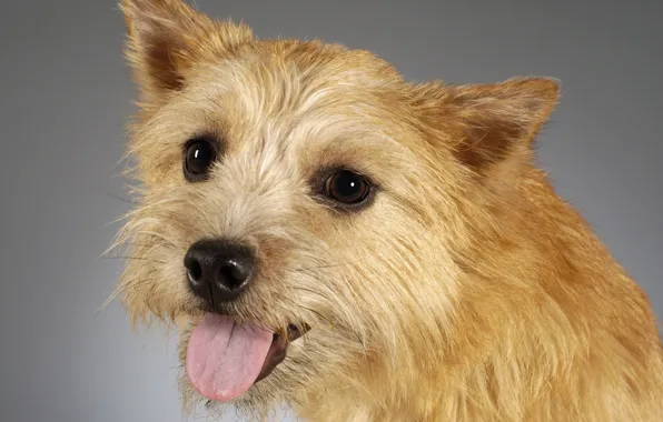 Face, portrait, dog