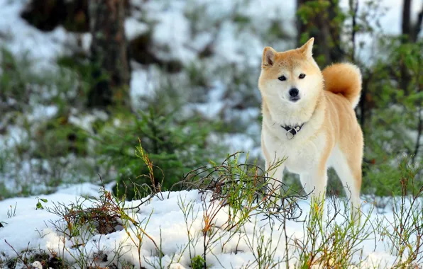 Picture winter, field, dog