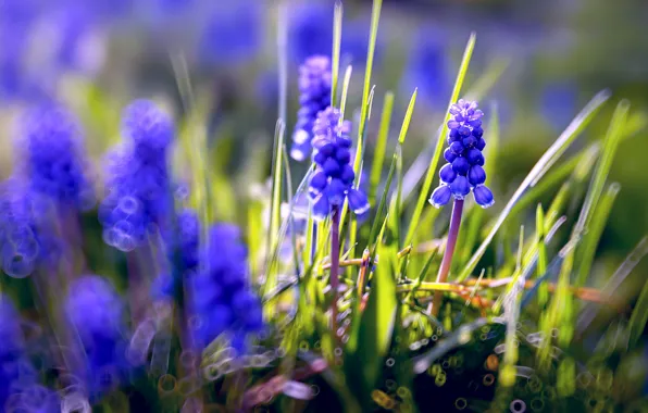 Greens, grass, light, flowers, blue, nature, background, glade