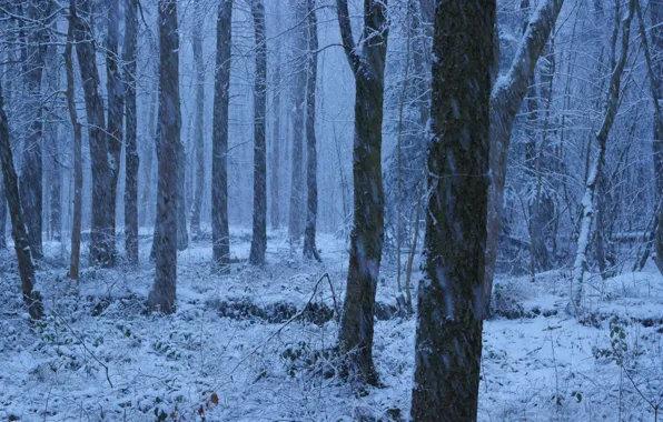 Winter, forest, snow, trees, nature, Blizzard