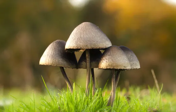 Nature, background, mushrooms