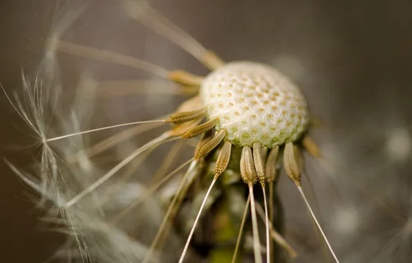 Macro, dandelion, seeds, dry, the parachutes