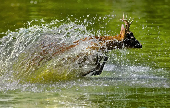 Picture water, nature, deer