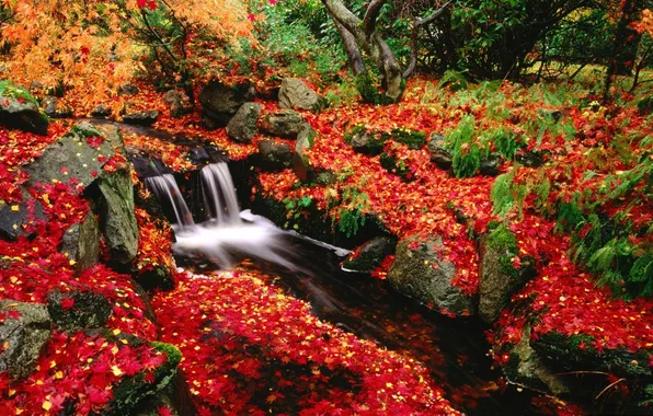 Leaves, stream, Autumn