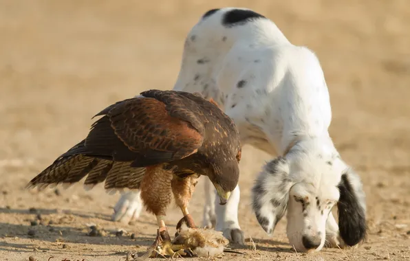 Picture dog, Falcon, friends, hunters, the bird is a predator