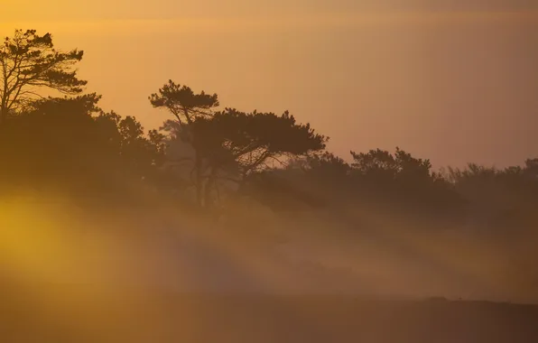 Light, nature, fog, morning