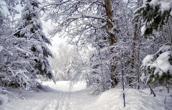 Winter, forest, snow, landscape, nature
