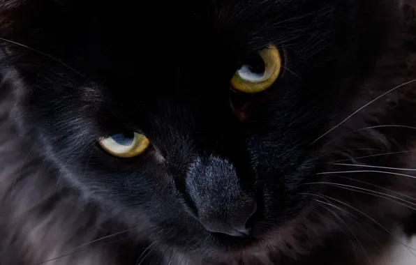 Cat, eyes, look, black cat