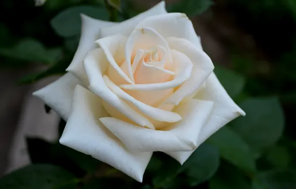 Picture white, flower, rose