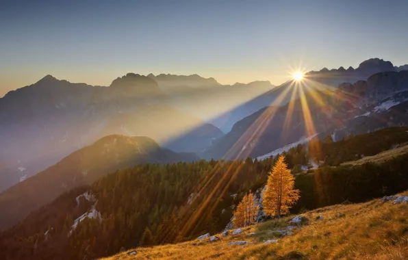 Picture forest, the sun, trees, sunset, mountains