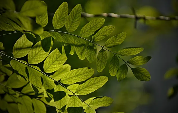 Macro, Macro, Green leaves, Green leaves