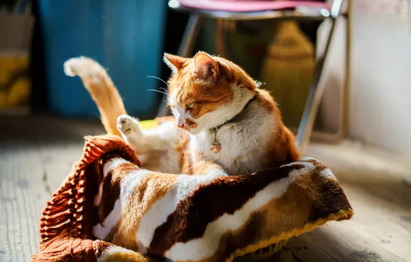Cat, red, Kota