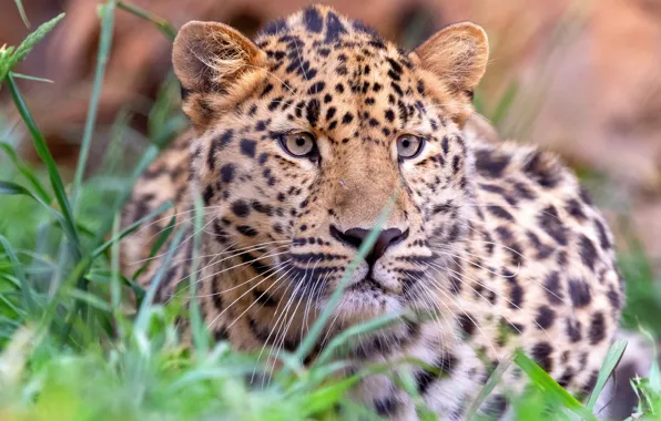 Grass, look, face, background, portrait, leopard, bokeh