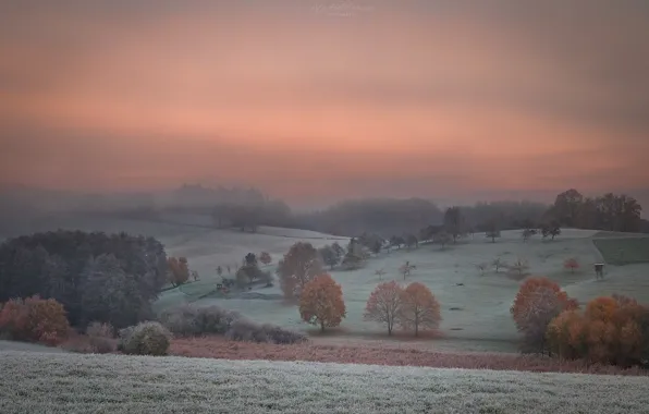 The sky, trees, fog, dawn, field, morning, forest, frost